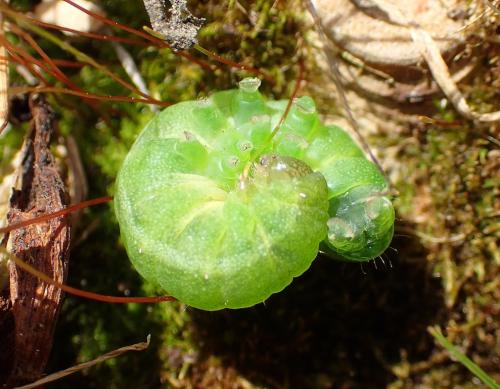 Phlogophora meticulosa